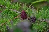 Larix sibirica. Часть ветви с шишками. Красноярский край, Таймырский Долгано-Ненецкий р-н, плато Путорана, устье р. Кутарамакан, опушка смешанного леса, берег реки. 23.07.2023.