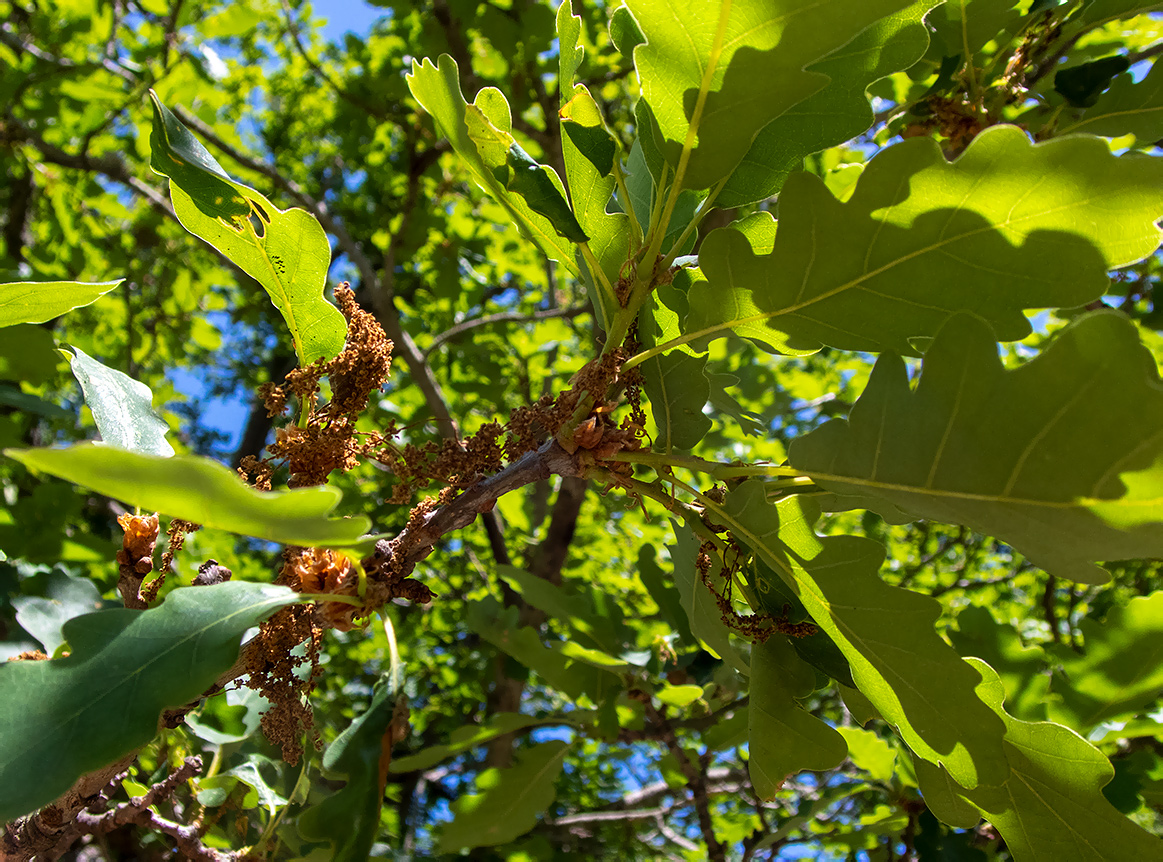 Image of Quercus petraea specimen.