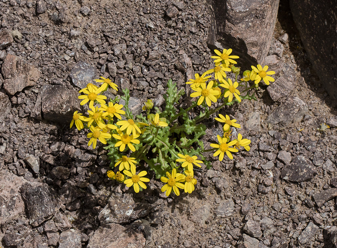 Image of Senecio sosnovskyi specimen.