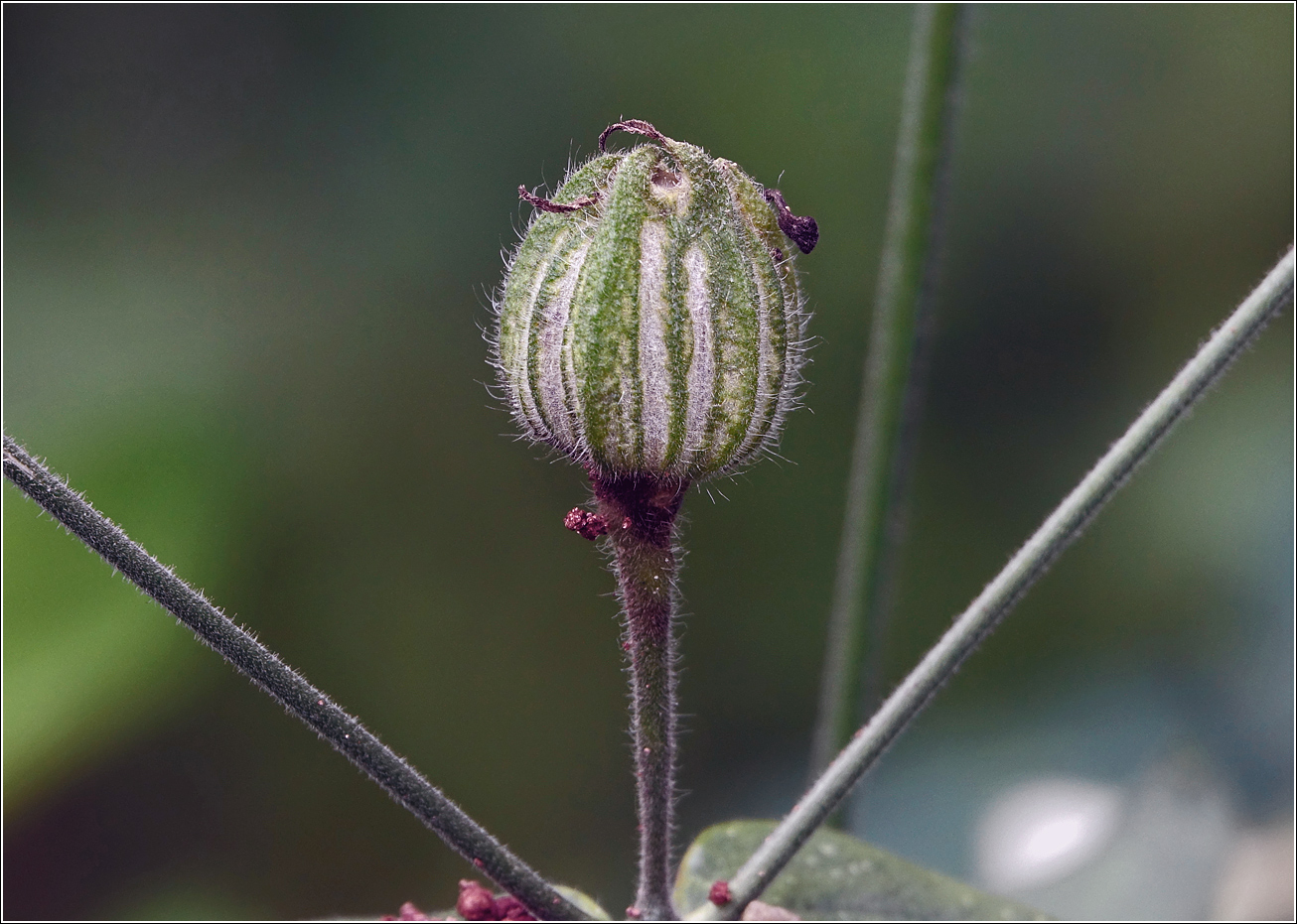 Image of Melandrium album specimen.