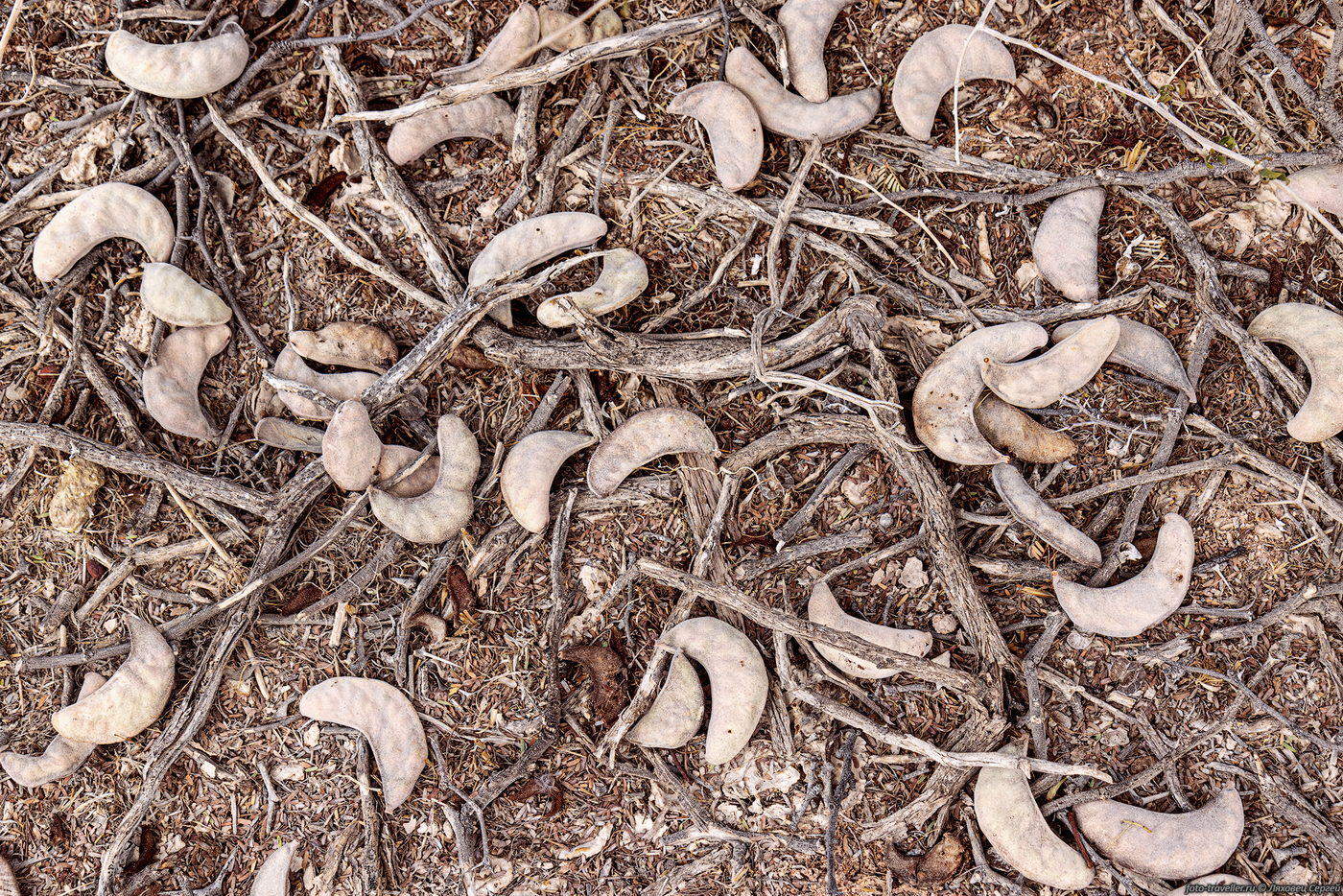 Image of genus Vachellia specimen.