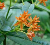 Asclepias tuberosa. Часть соцветия. Тульская обл., Веневский р-н, в культуре. 19.08.2023.