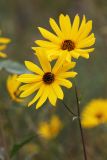 Helianthus rigidus