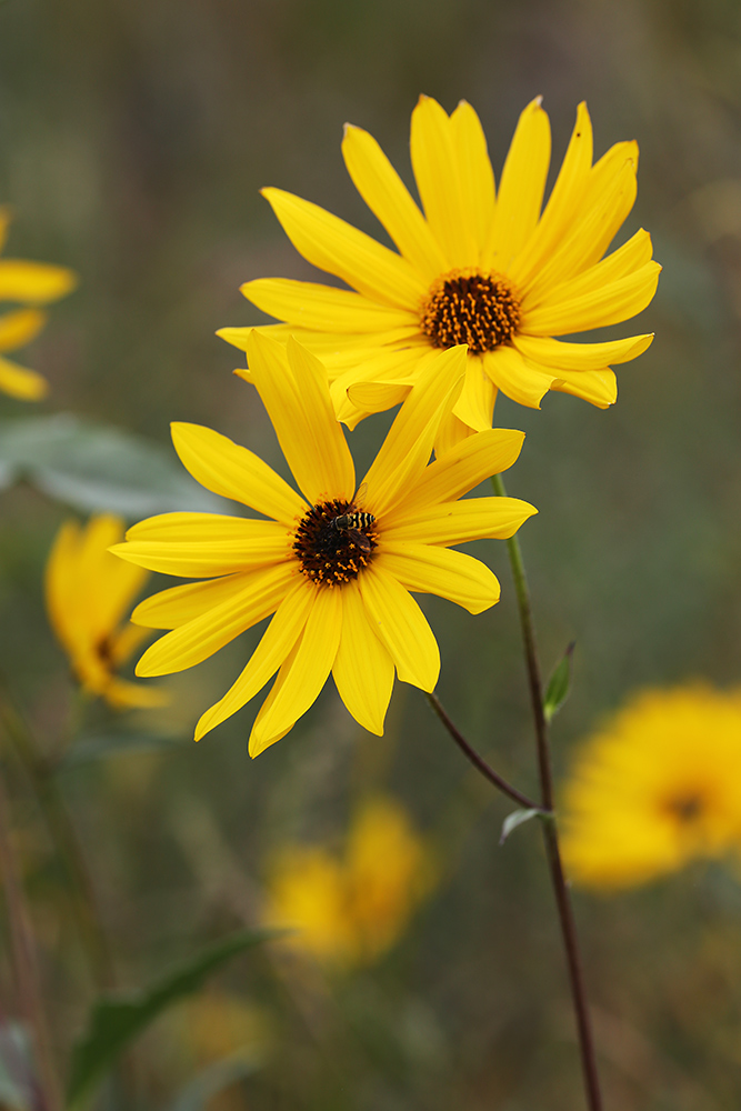 Image of Helianthus rigidus specimen.