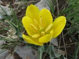 Tulipa hungarica