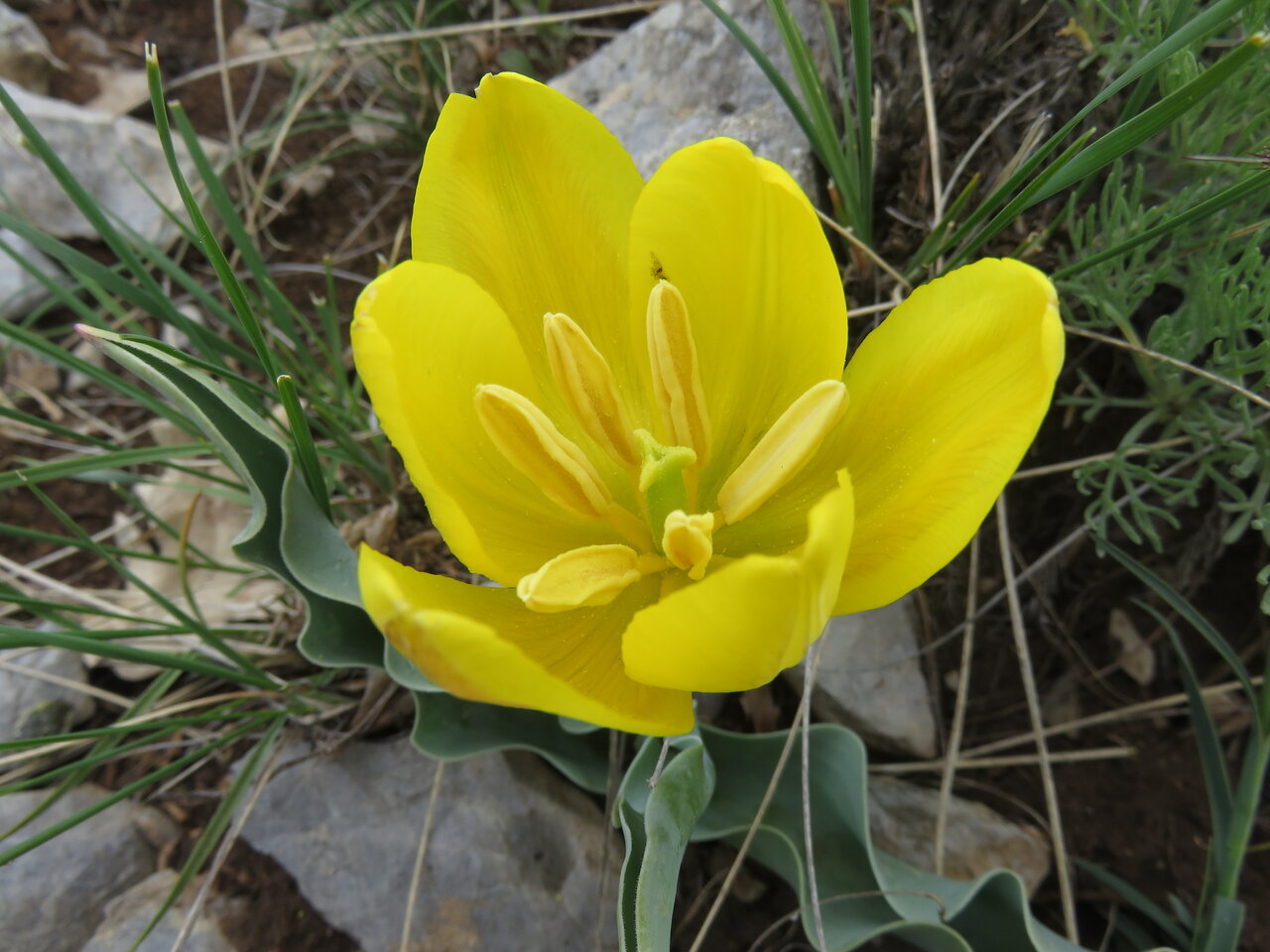 Image of Tulipa hungarica specimen.