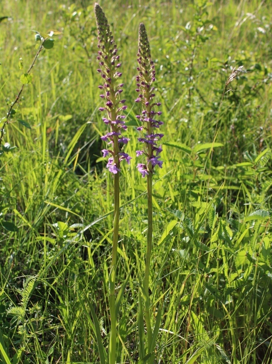 Изображение особи Gymnadenia conopsea.