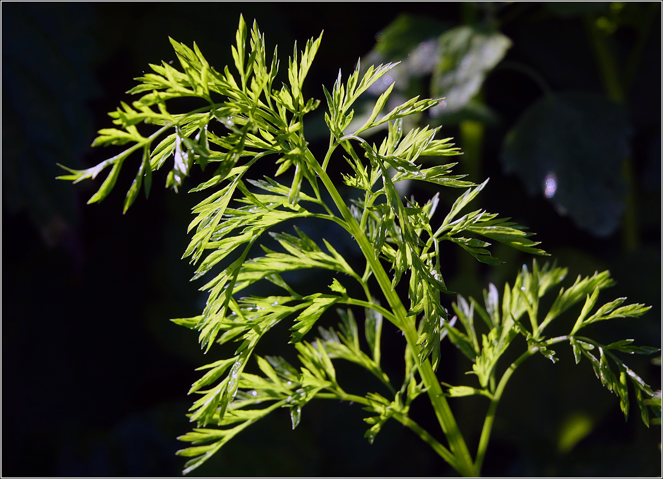 Изображение особи Daucus sativus.