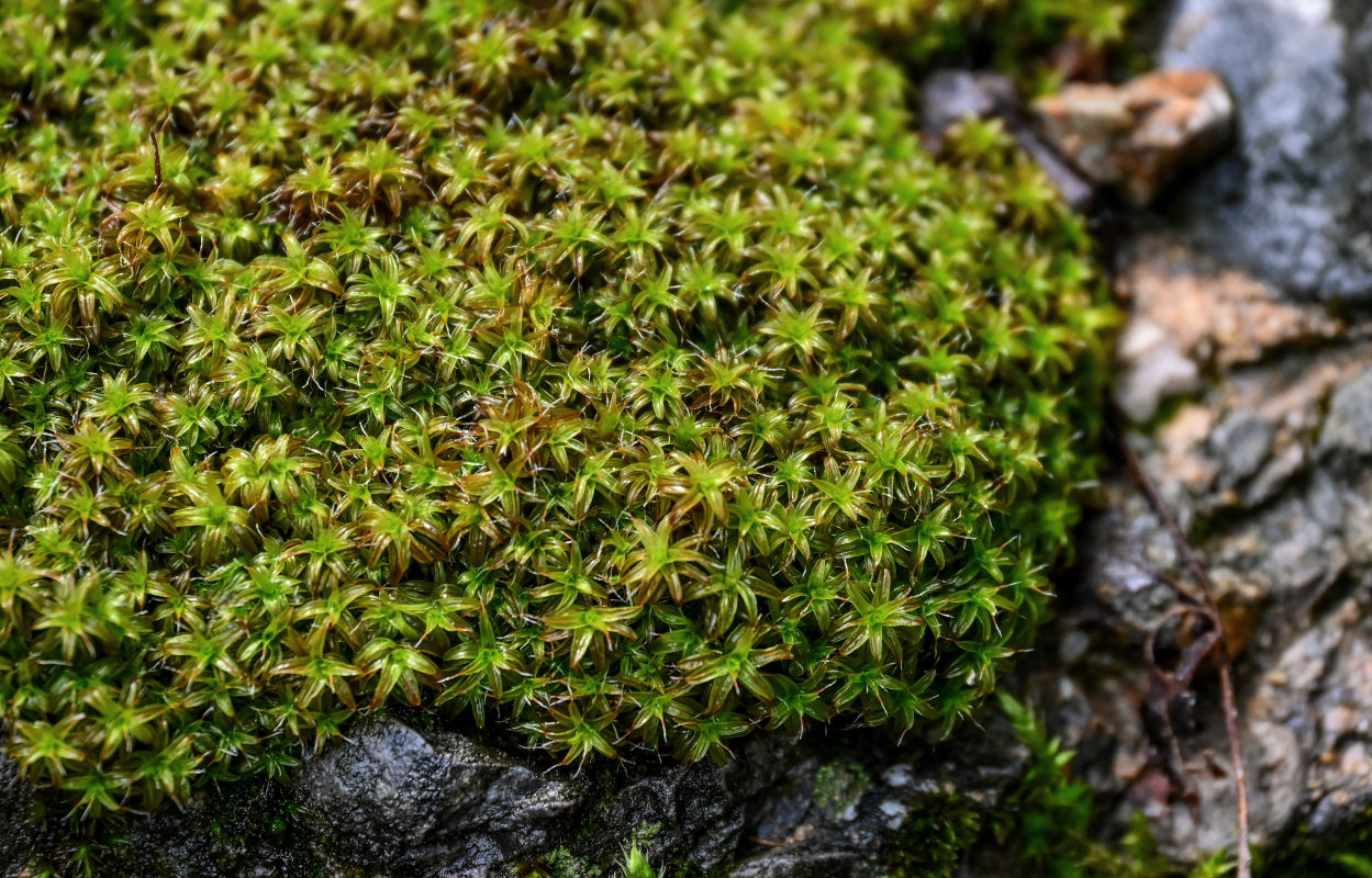 Изображение особи Syntrichia ruralis.