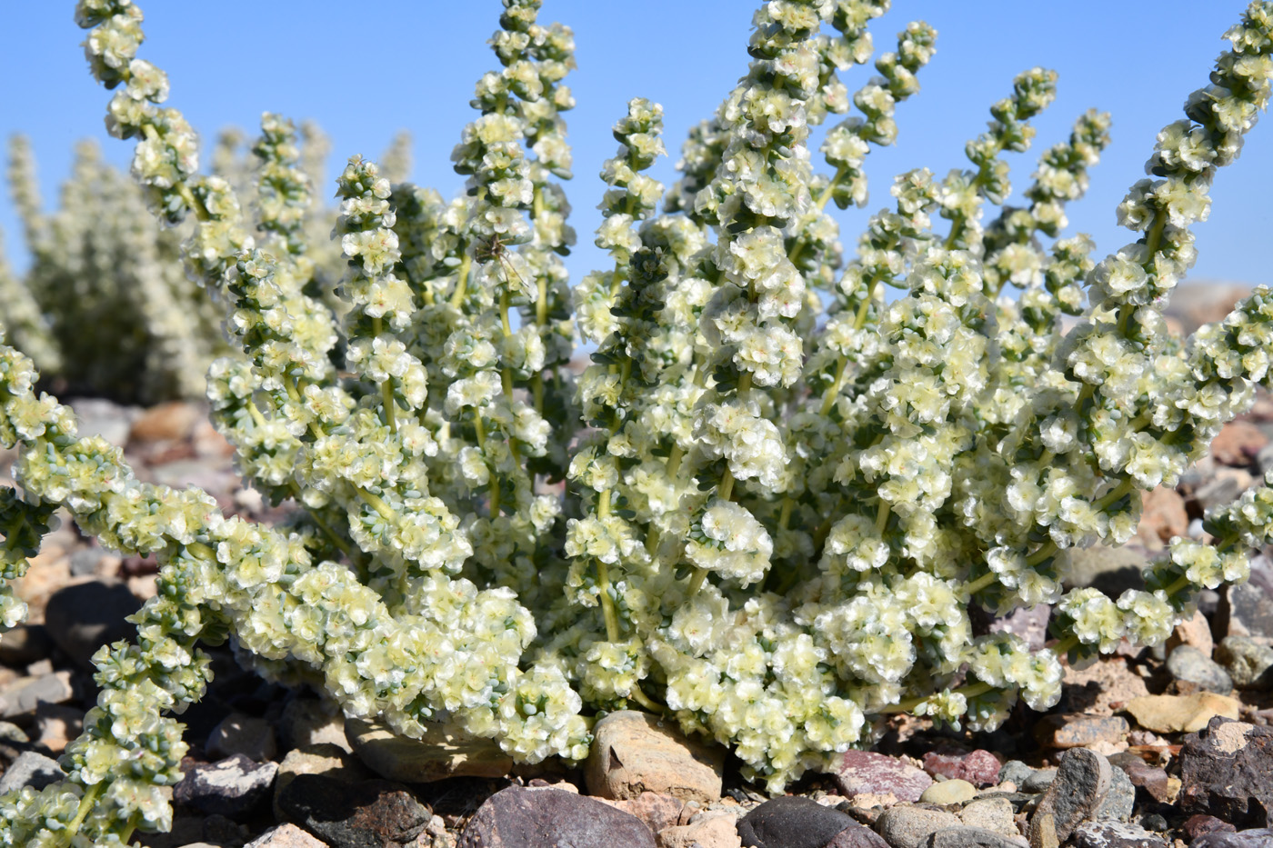 Изображение особи Halogeton glomeratus.