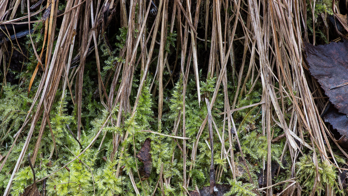 Image of familia Brachytheciaceae specimen.