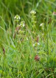 Euphrasia hirtella