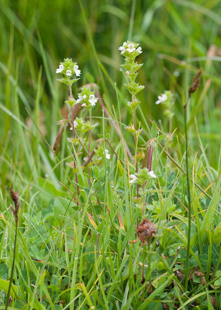 Image of Euphrasia hirtella specimen.