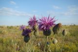 Смотреть изображение Centaurea adpressa