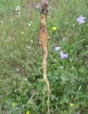 Campanula rapunculus