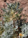 Astragalus arnacantha