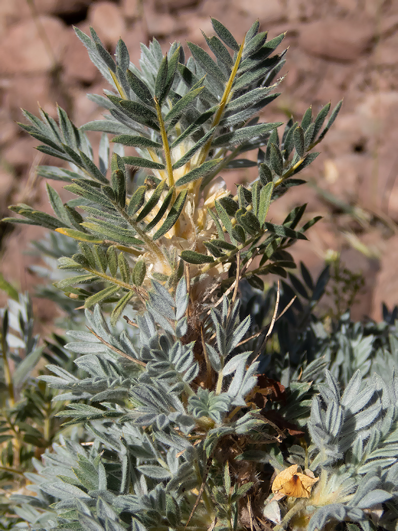 Изображение особи Astragalus arnacantha.