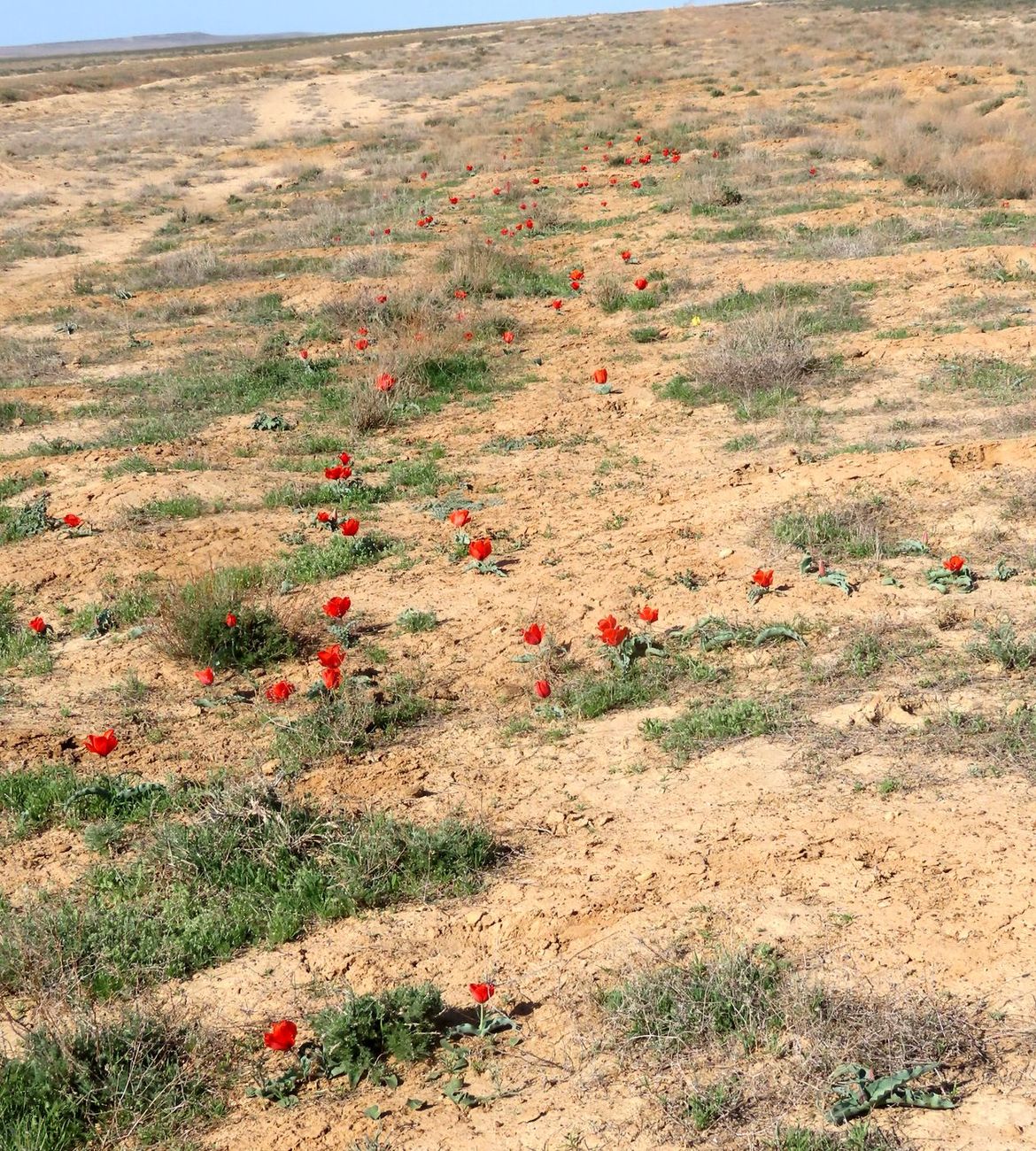 Image of Tulipa alberti specimen.
