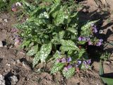 Смотреть изображение Pulmonaria officinalis