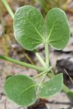 View full-size image Zygophyllum oxianum