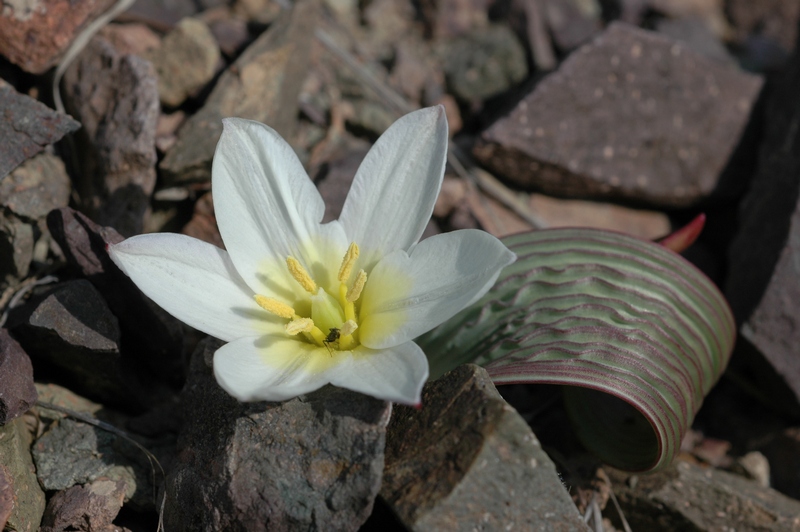 Изображение особи Tulipa regelii.