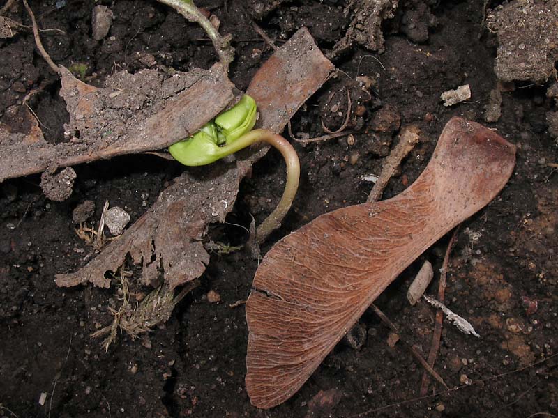 Image of Acer platanoides specimen.