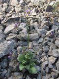 Смотреть изображение Arabis verna