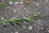 View full-size image Lathyrus cyaneus