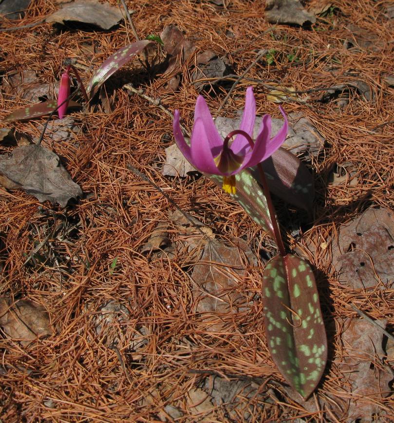 Image of Erythronium sajanense specimen.