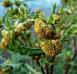 Bidens cernua. Верхушка растения с соплодиями. Чувашия, окрестности г. Шумерля, пойма р. Сура, устье р. Мочалка. 22 сентября 2005 г