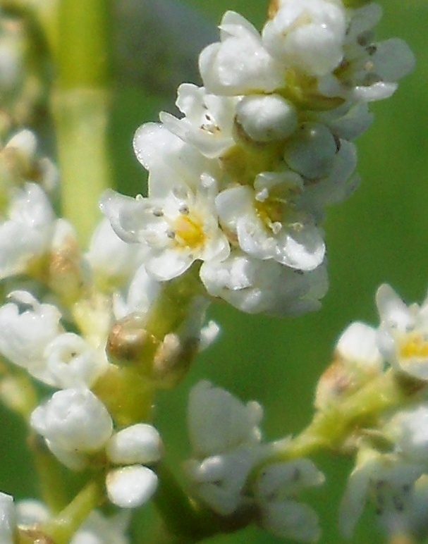 Image of Aconogonon alpinum specimen.