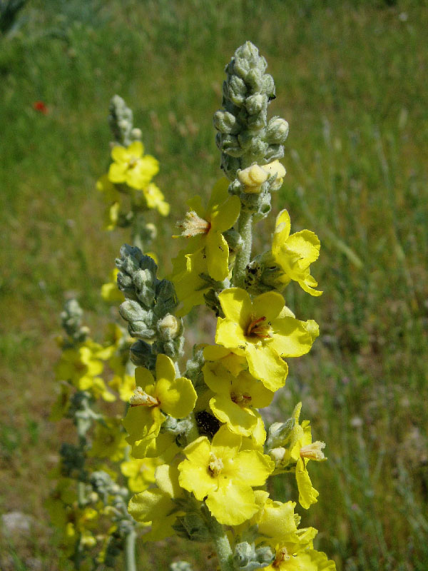 Image of Verbascum songaricum specimen.