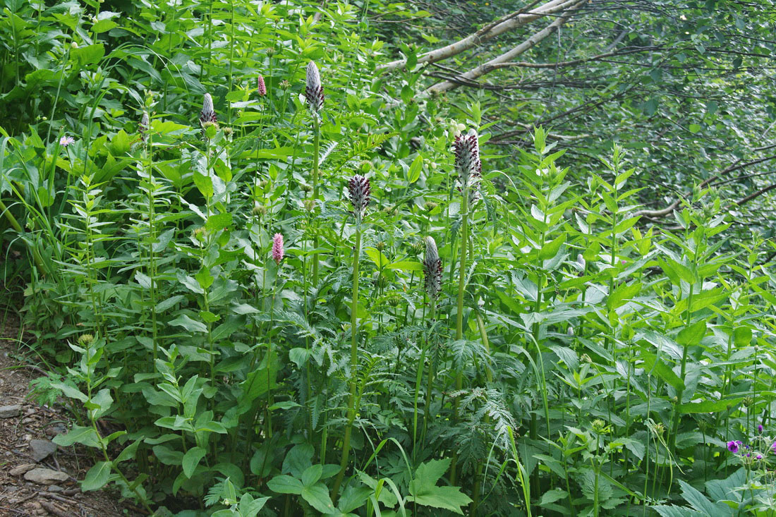 Image of Pedicularis atropurpurea specimen.