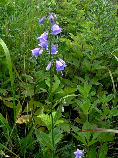 Image of Adenophora pereskiifolia specimen.