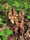 Hypopitys monotropa. Прошлогоднее растение с плодами. Архангельская обл., Вельский р-н, лес. 04.07.2011.