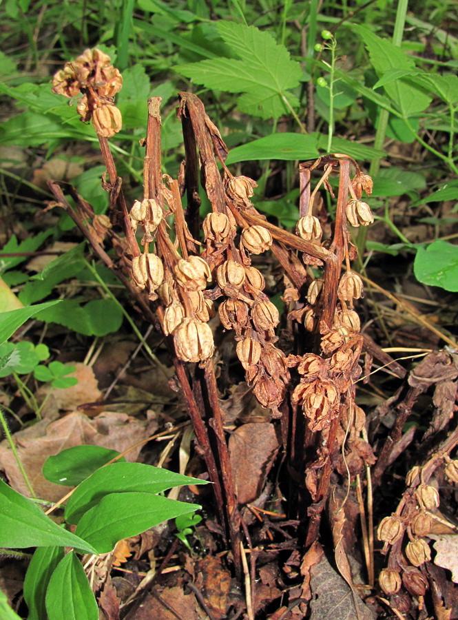 Image of Hypopitys monotropa specimen.