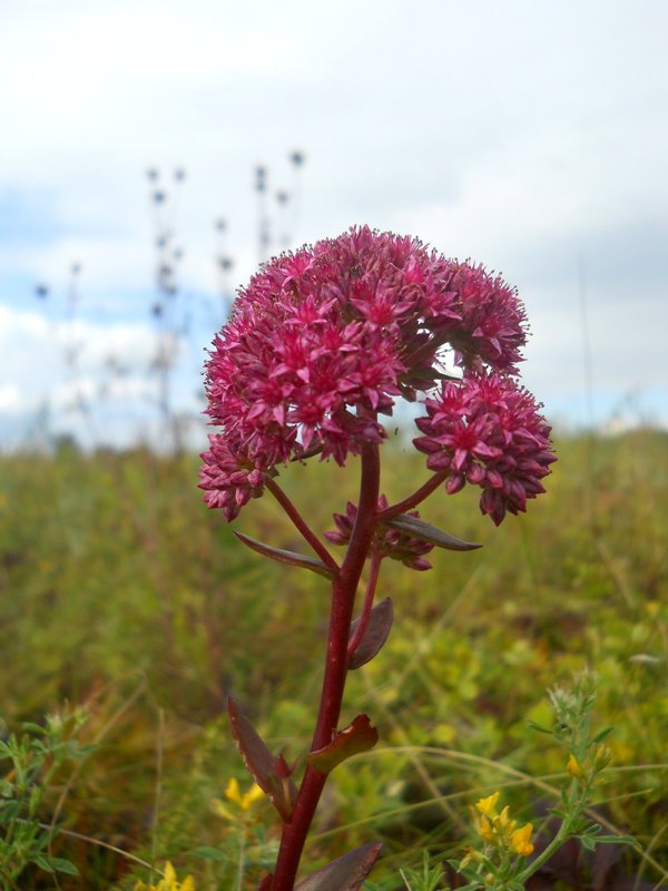 Image of Hylotelephium triphyllum specimen.