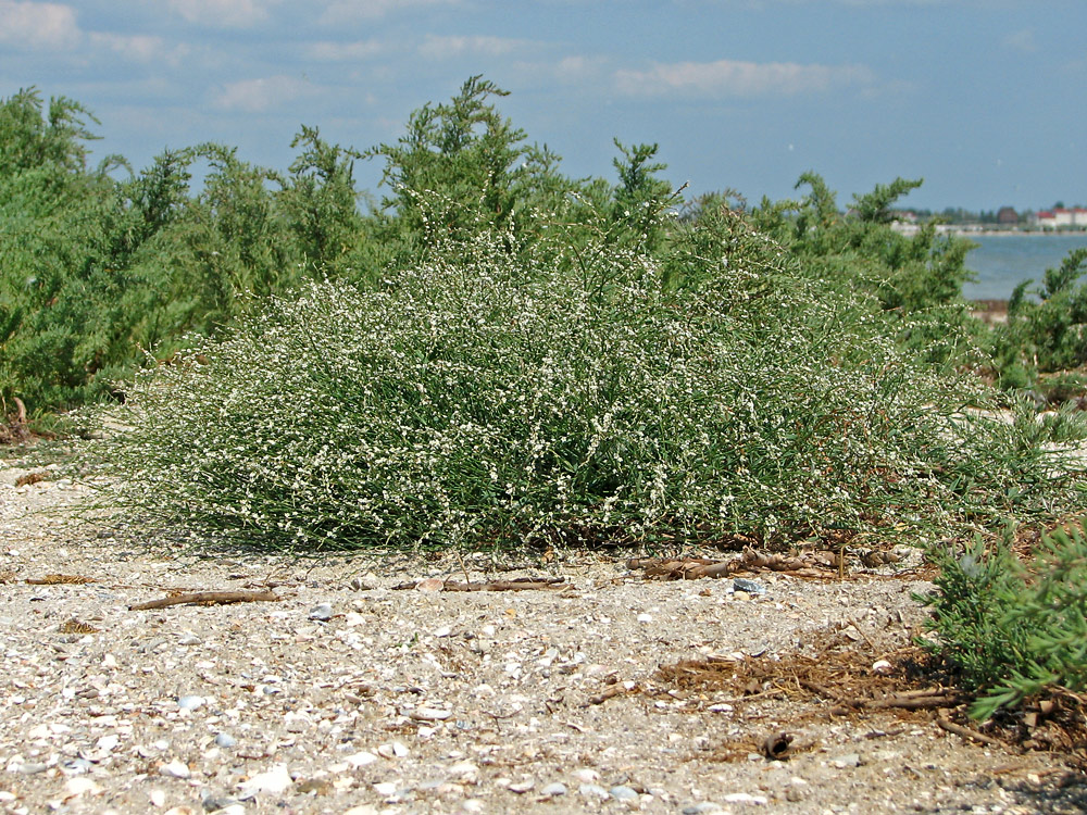 Изображение особи Polygonum pulchellum.