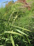 Leersia form inclusa