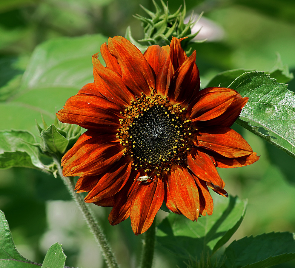 Image of Helianthus annuus specimen.