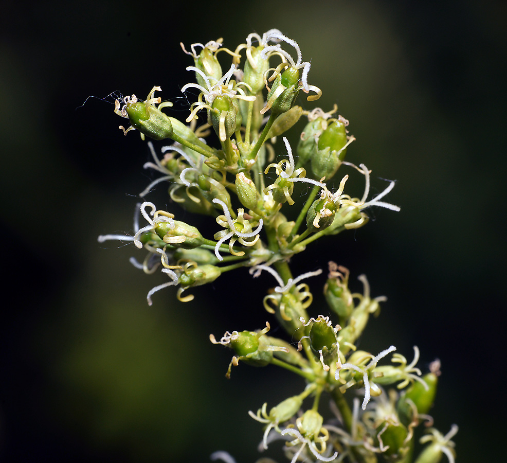 Image of Silene chersonensis specimen.