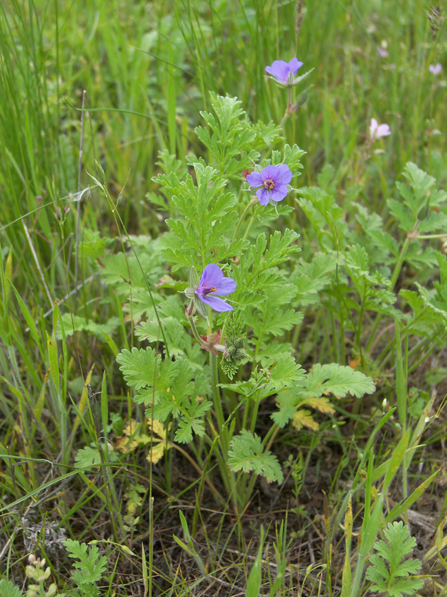 Image of Erodium ciconium specimen.