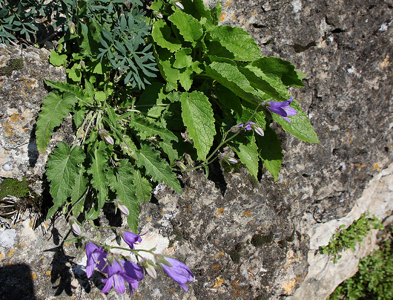 Изображение особи Campanula woronowii.