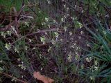 Arabidopsis thaliana. Цветущие растения. Курская обл., Железногорский р-н. с. Гнань. 23 апреля 2008 г.