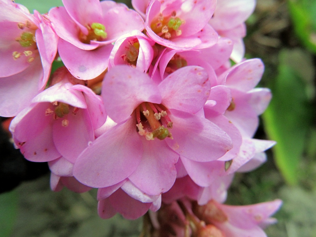 Image of genus Bergenia specimen.