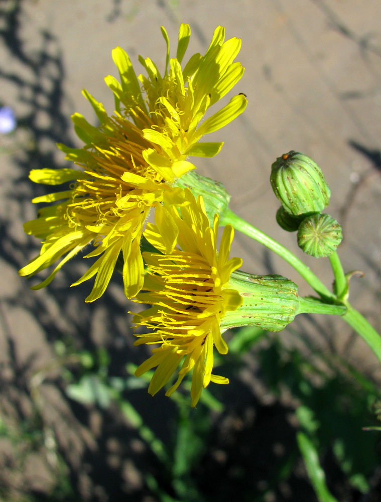 Image of Sonchus arvensis ssp. uliginosus specimen.