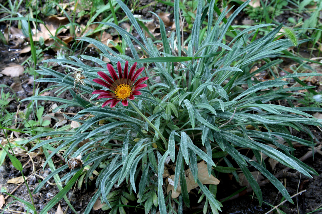 Изображение особи род Gazania.