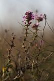 Thymus pallasianus. Цветущее растение. Ростовская обл., Азовский р-н, окр. хут. Обуховка, остепнённый песчаный луг. 24.09.2011.