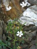 Heliosperma carpaticum. Верхушка цветущего растения. Украина, Закарпатская обл., Раховский р-н, 1800 м н.у.м., на каменистой осыпи. 22 августа 2008 г.