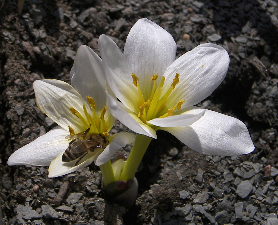 Изображение особи Colchicum szovitsii.